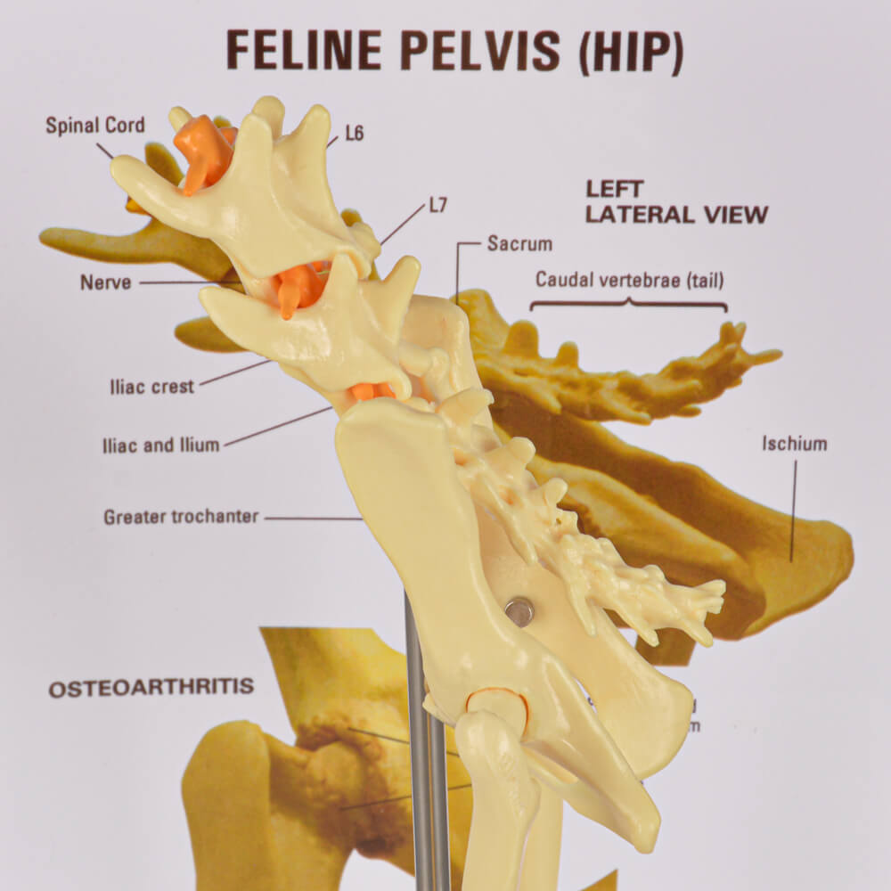 Feline Pathological Pevis Hip Joint Model