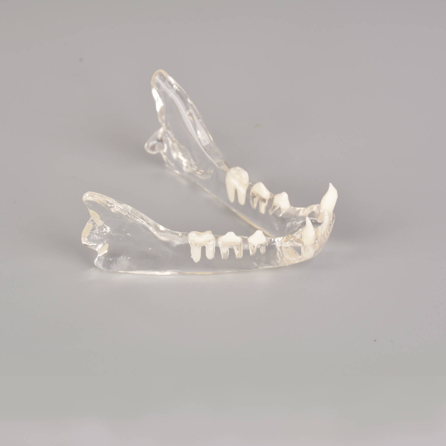 Ultrassist Feline Skull Dentoform Model w/ Radiopaque Teeth