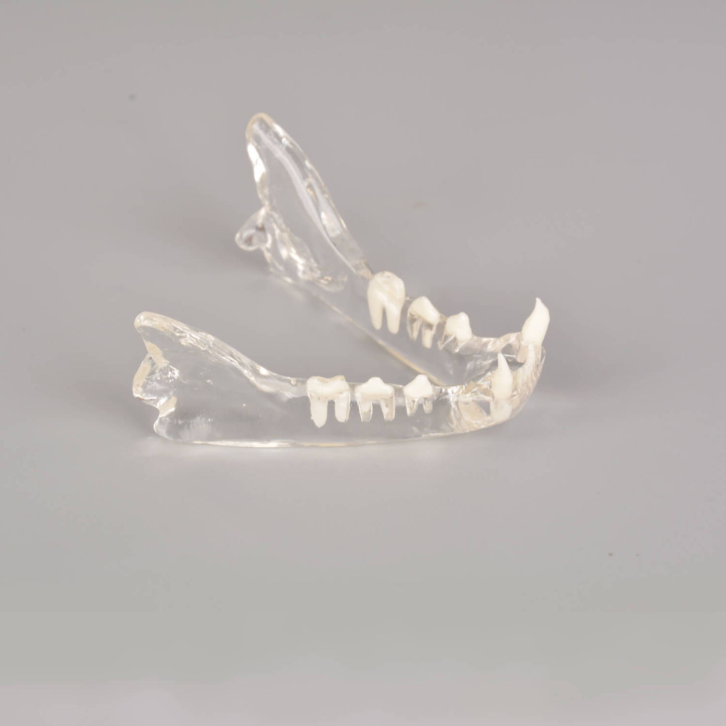 Ultrassist Feline Skull Dentoform Model w/ Radiopaque Teeth