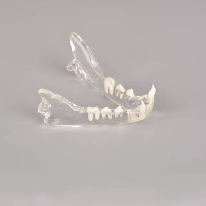 Ultrassist Feline Skull Dentoform Model w/ Radiopaque Teeth