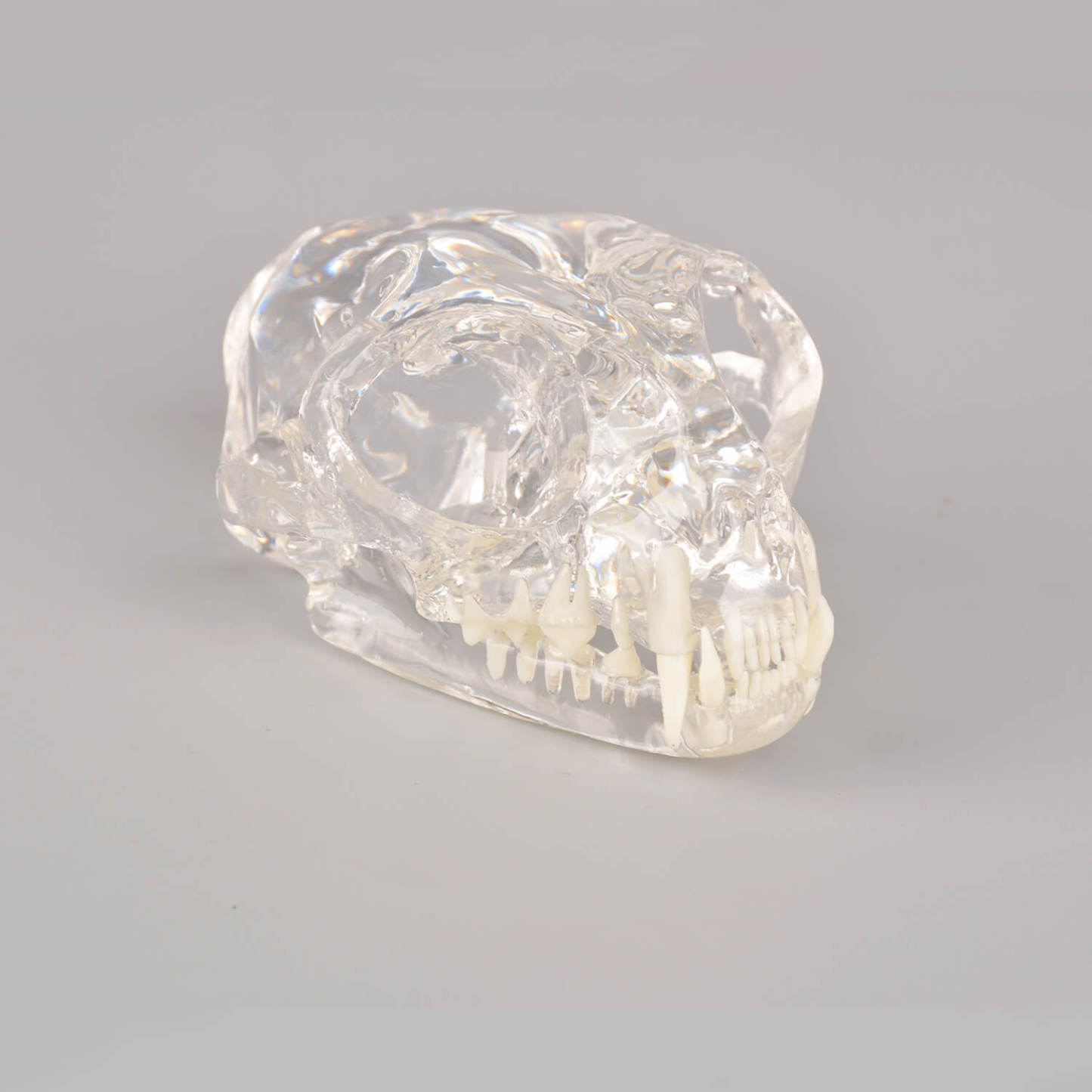 Ultrassist Feline Skull Dentoform Model w/ Radiopaque Teeth