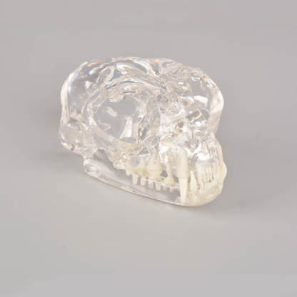 Ultrassist Feline Skull Dentoform Model w/ Radiopaque Teeth