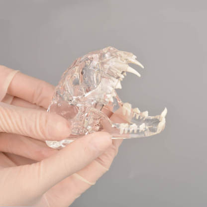 Ultrassist Feline Skull Dentoform Model w/ Radiopaque Teeth