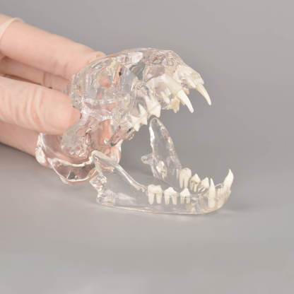 Ultrassist Feline Skull Dentoform Model w/ Radiopaque Teeth