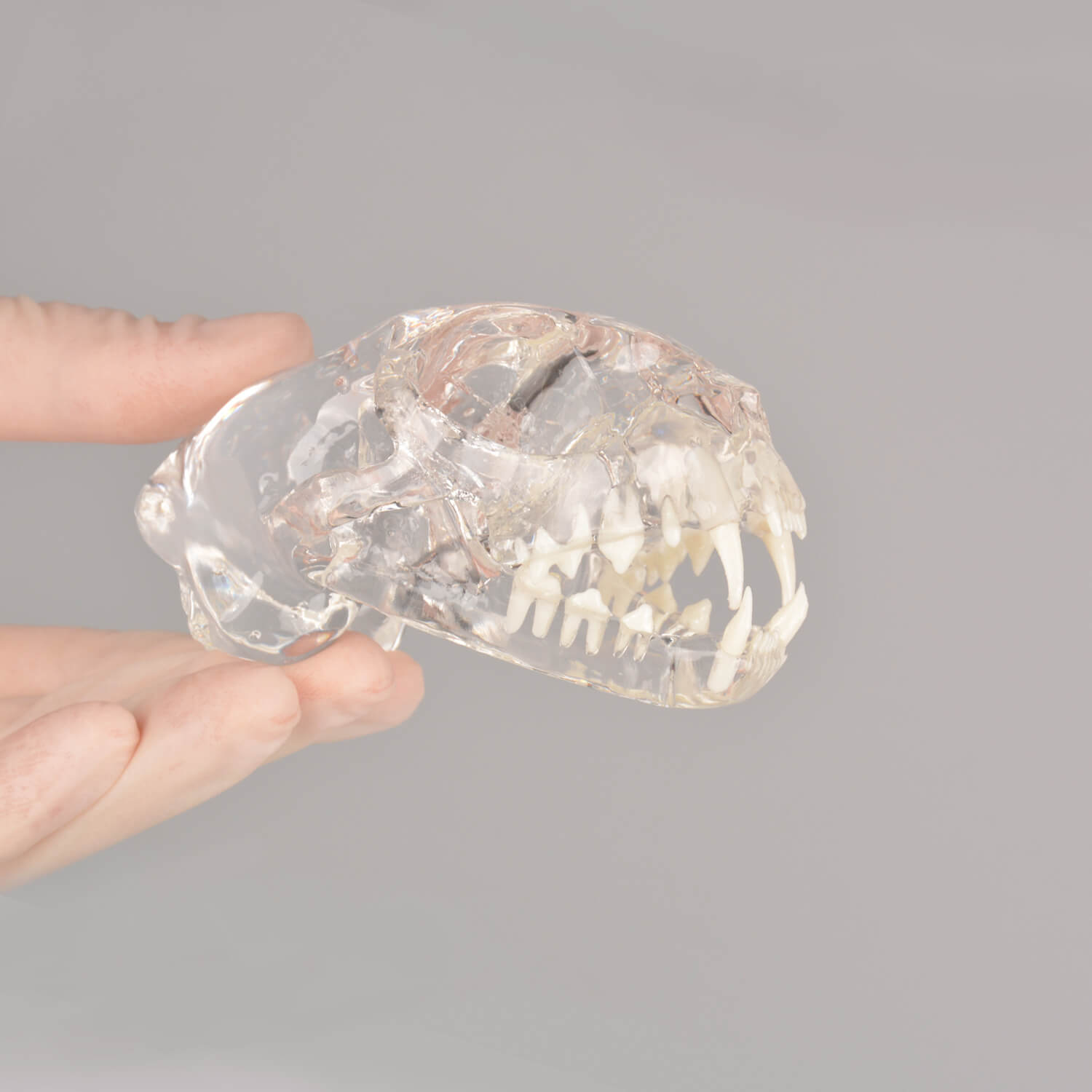 Ultrassist Feline Skull Dentoform Model w/ Radiopaque Teeth