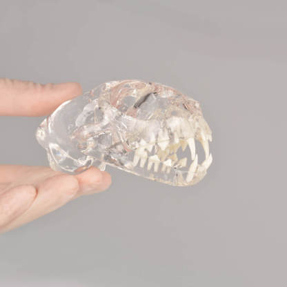 Ultrassist Feline Skull Dentoform Model w/ Radiopaque Teeth