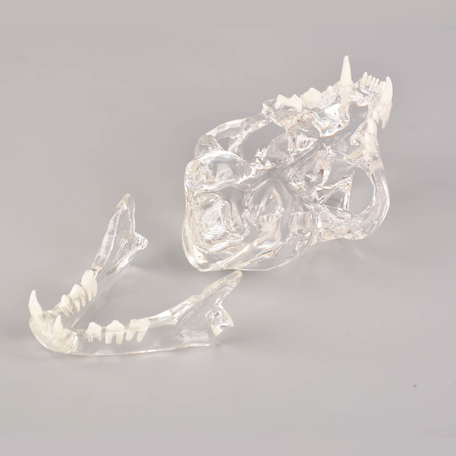 Ultrassist Feline Skull Dentoform Model w/ Radiopaque Teeth