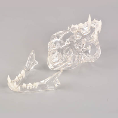 Ultrassist Feline Skull Dentoform Model w/ Radiopaque Teeth