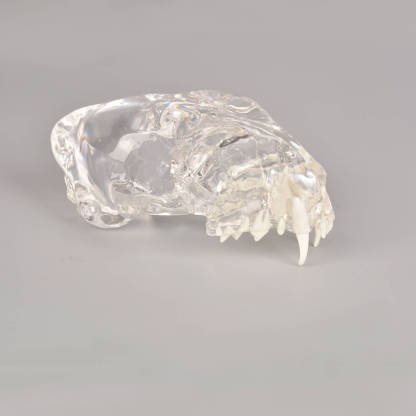 Ultrassist Feline Skull Dentoform Model w/ Radiopaque Teeth