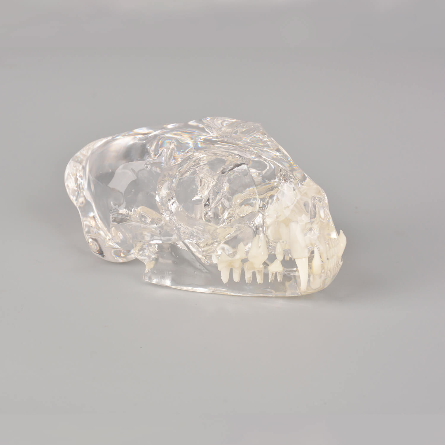 Ultrassist Feline Skull Dentoform Model w/ Radiopaque Teeth