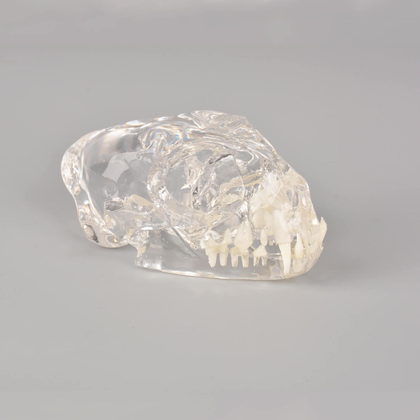 Ultrassist Feline Skull Dentoform Model w/ Radiopaque Teeth