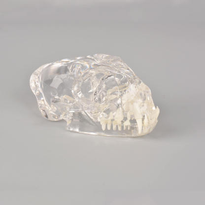 Ultrassist Feline Skull Dentoform Model w/ Radiopaque Teeth