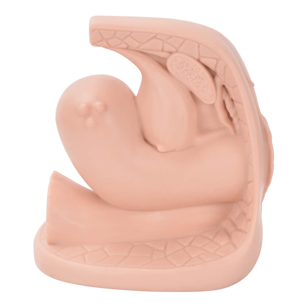 Female Contraceptive Model | Barrier Method Training Simulator for Sex Education