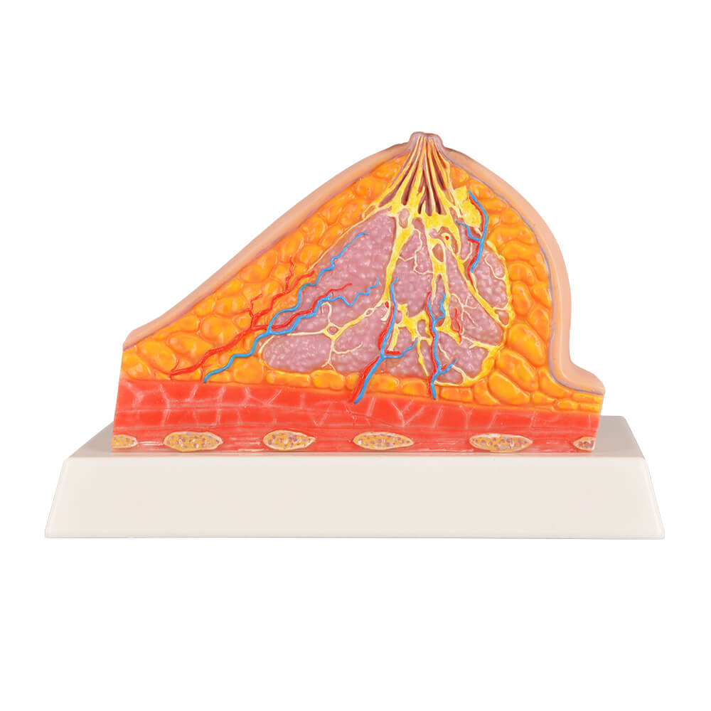 Normal Female Breast Anatomy Model with Healthy Tissue