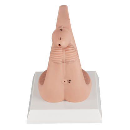 Female Catheterization Anatomy Model with Labeled Structures