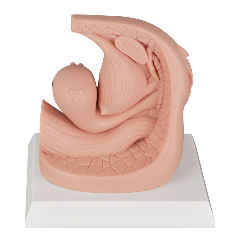 Female Catheterization Anatomy Model with Labeled Structures