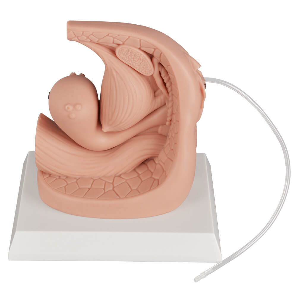 Female Catheterization Anatomy Model with Labeled Structures