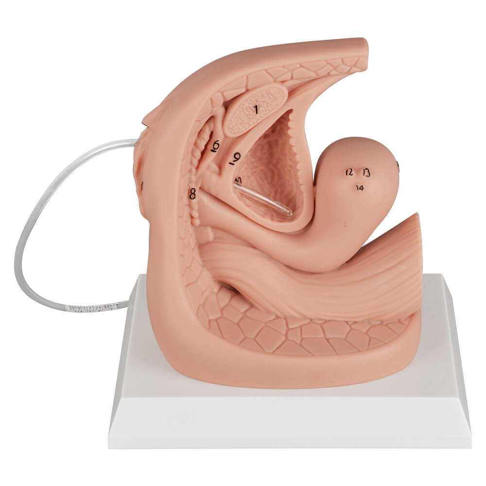 Female Catheterization Anatomy Model with Labeled Structures