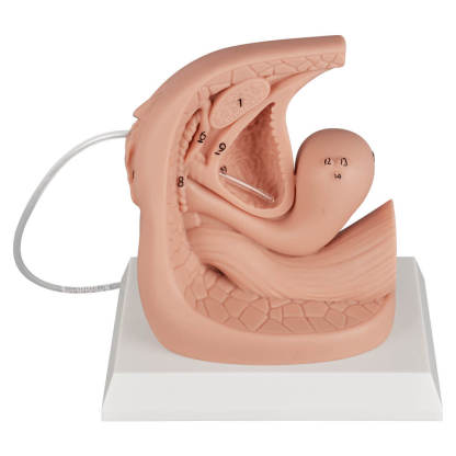 Female Catheterization Anatomy Model with Labeled Structures