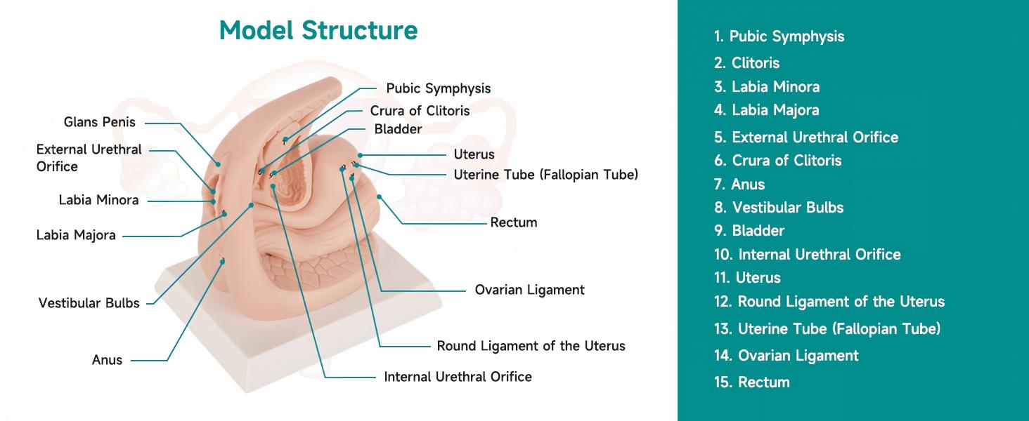 Simulateur de tâche de cathétérisme urinaire féminin avec anatomie étiquetée.