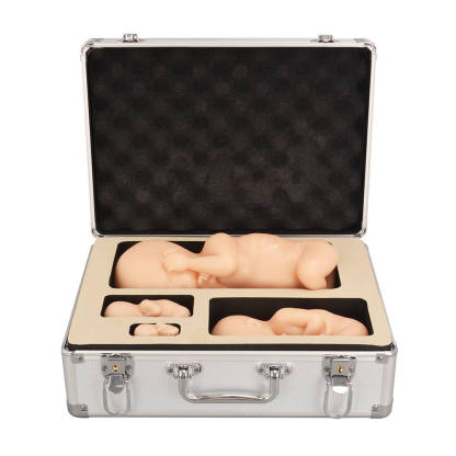 Fetal Development Model Set - 12, 16, 22, 30 Week