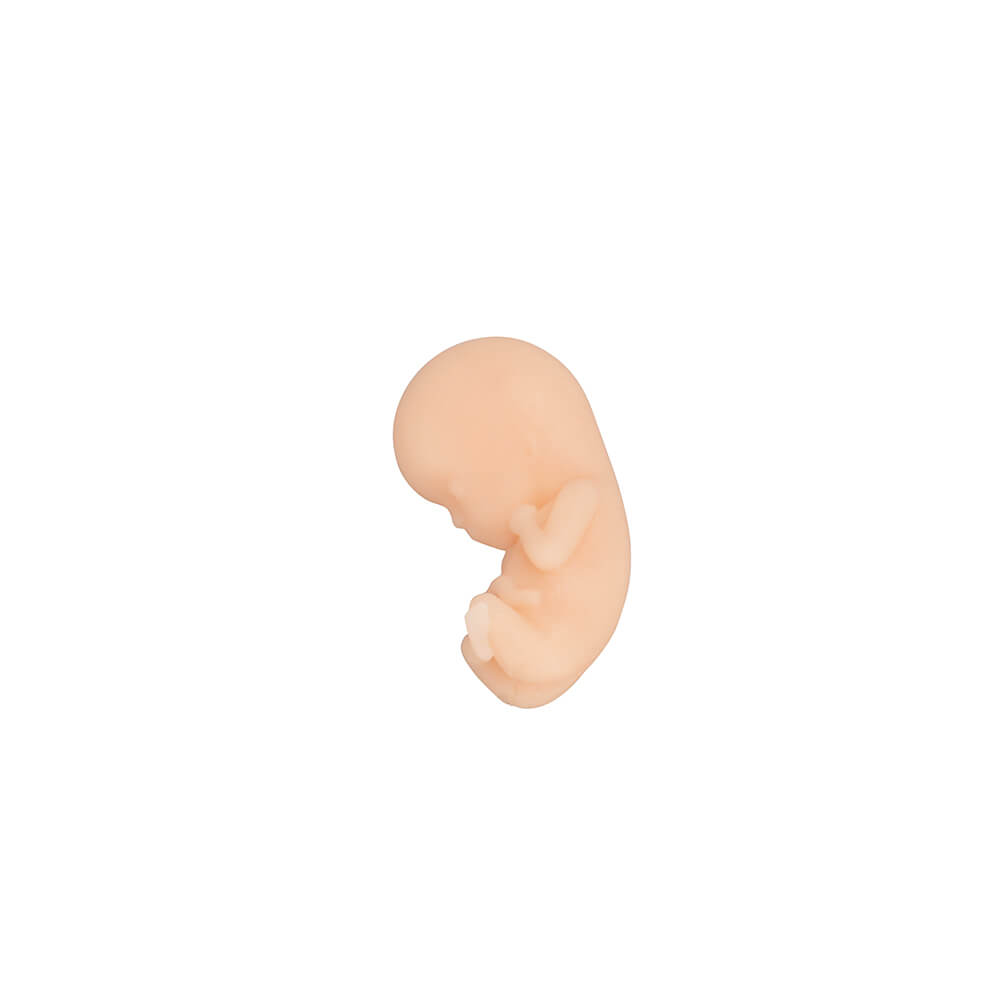 Fetal Development Model Set - 12, 16, 22, 30 Week