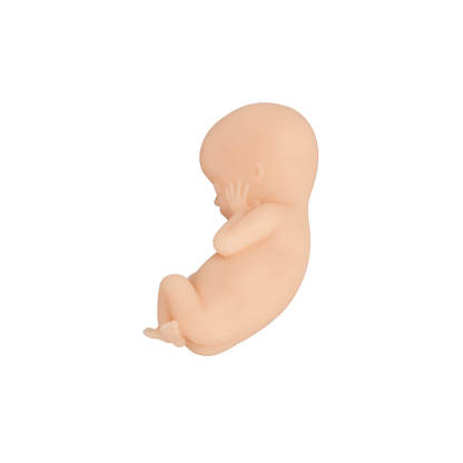 Fetal Development Model Set - 12, 16, 22, 30 Week