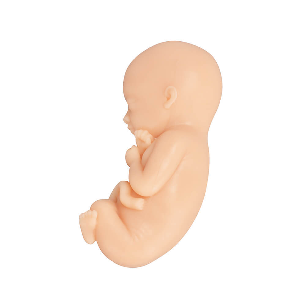 Fetal Development Model Set - 12, 16, 22, 30 Week