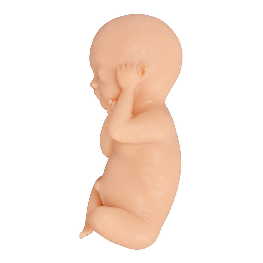 Fetal Development Model Set - 12, 16, 22, 30 Week