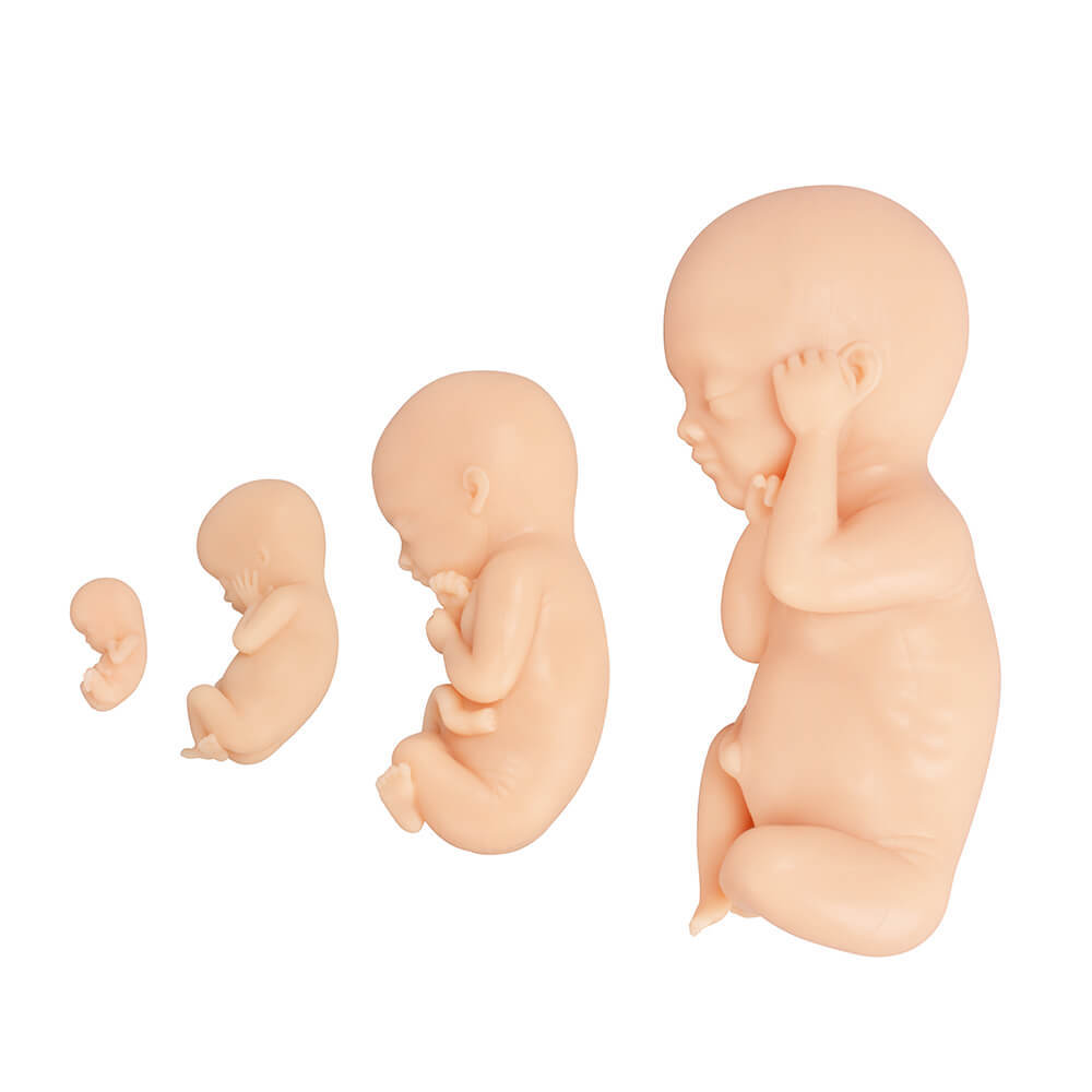 Fetal Development Model Set - 12, 16, 22, 30 Week