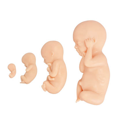 Fetal Development Model Set - 12, 16, 22, 30 Week