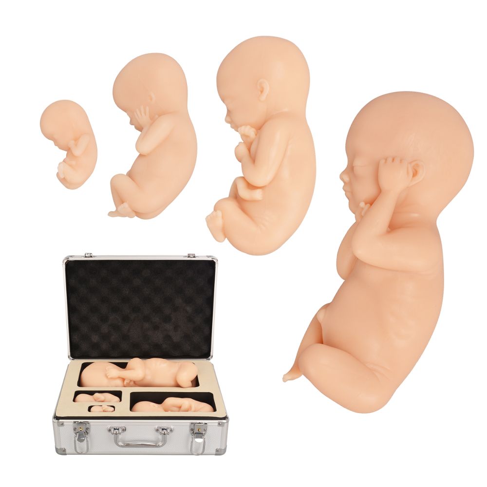 Fetal Development Model Set - 12, 16, 22, 30 Week