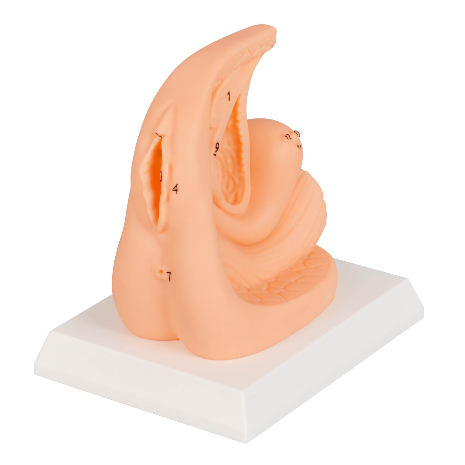 Female Foley Catheter Task Trainer