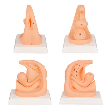 Female Foley Catheter Task Trainer