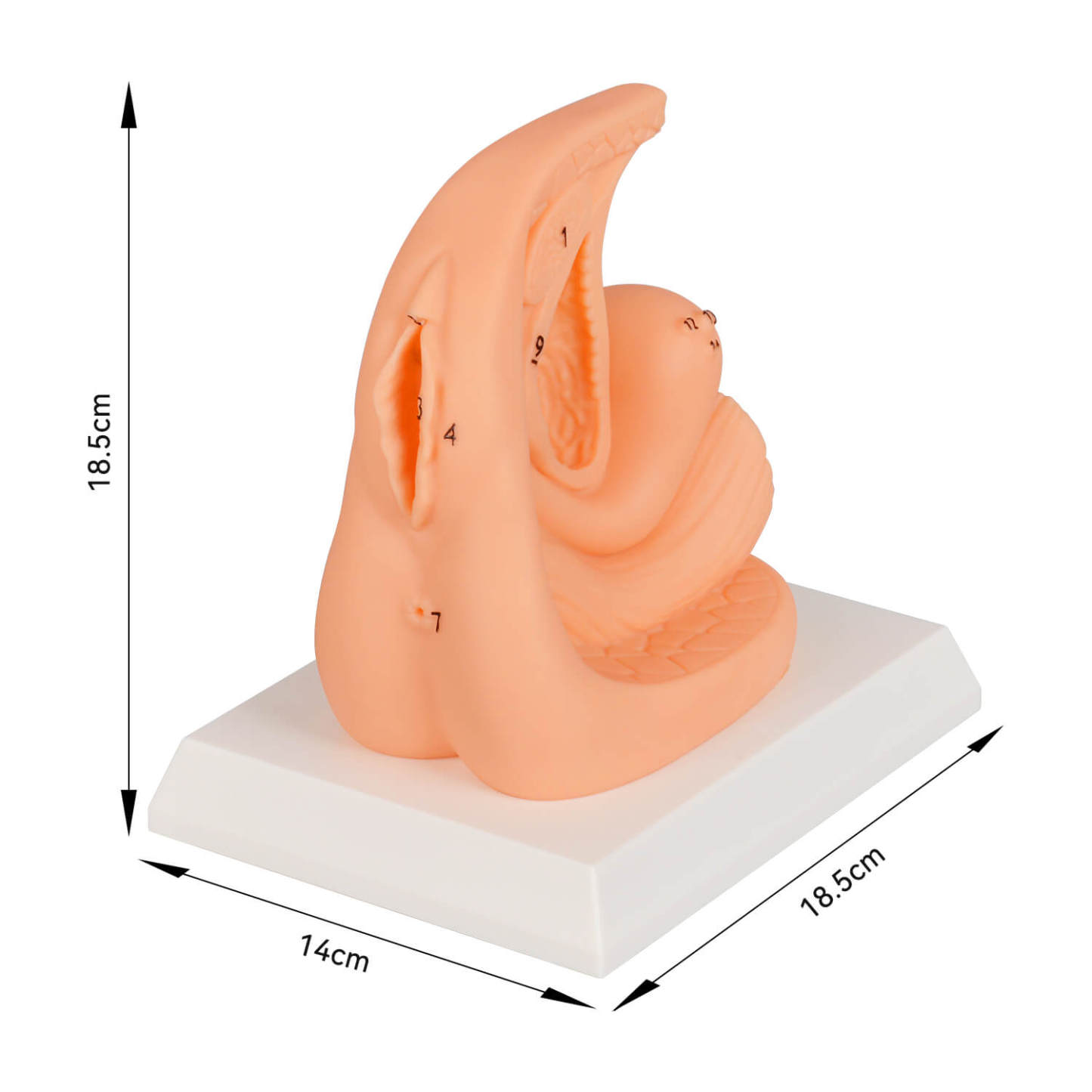 Female Foley Catheter Task Trainer