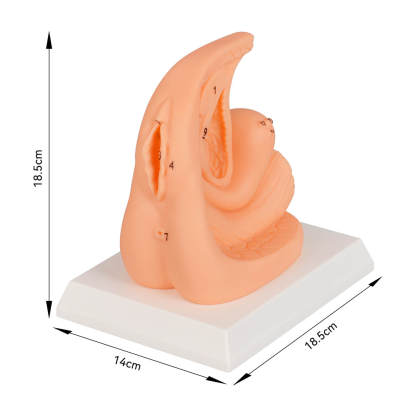 Female Foley Catheter Task Trainer