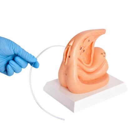 Female Foley Catheter Task Trainer