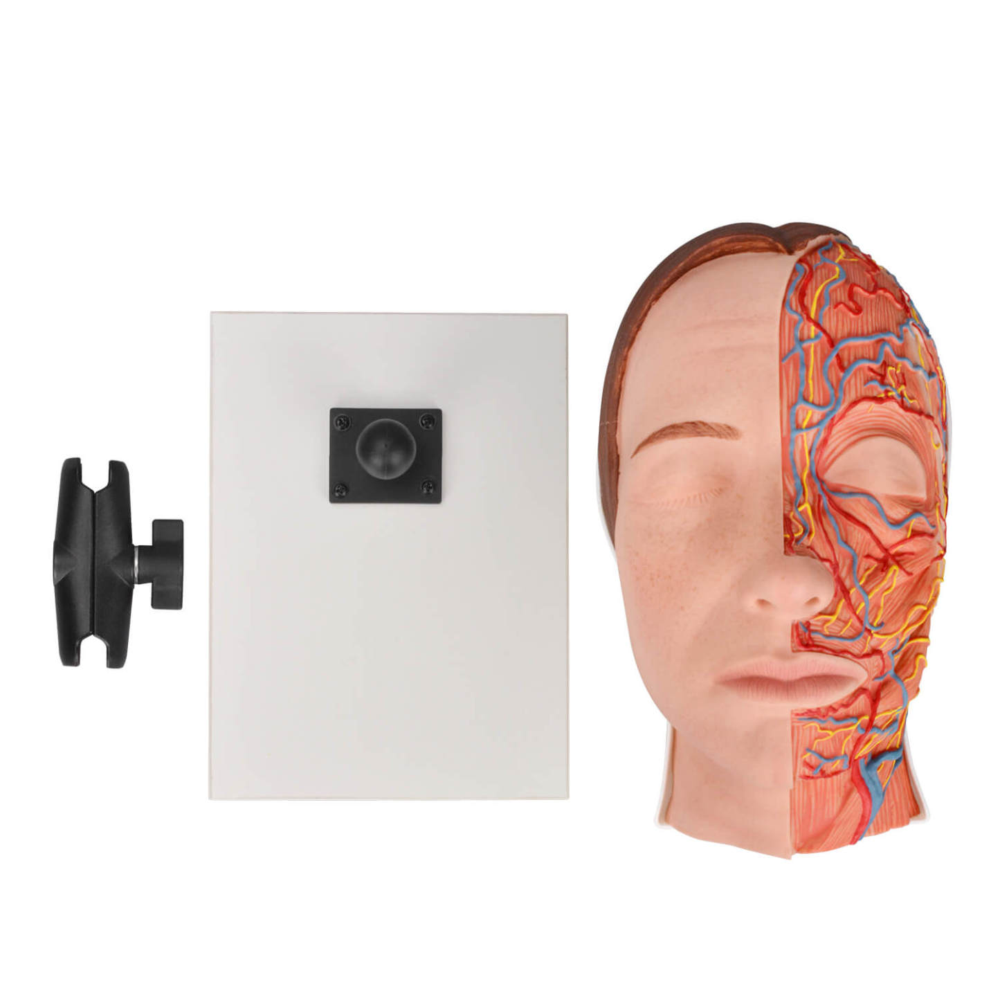 Half Anatomy Facial Injection Training Head with Detachable Stand