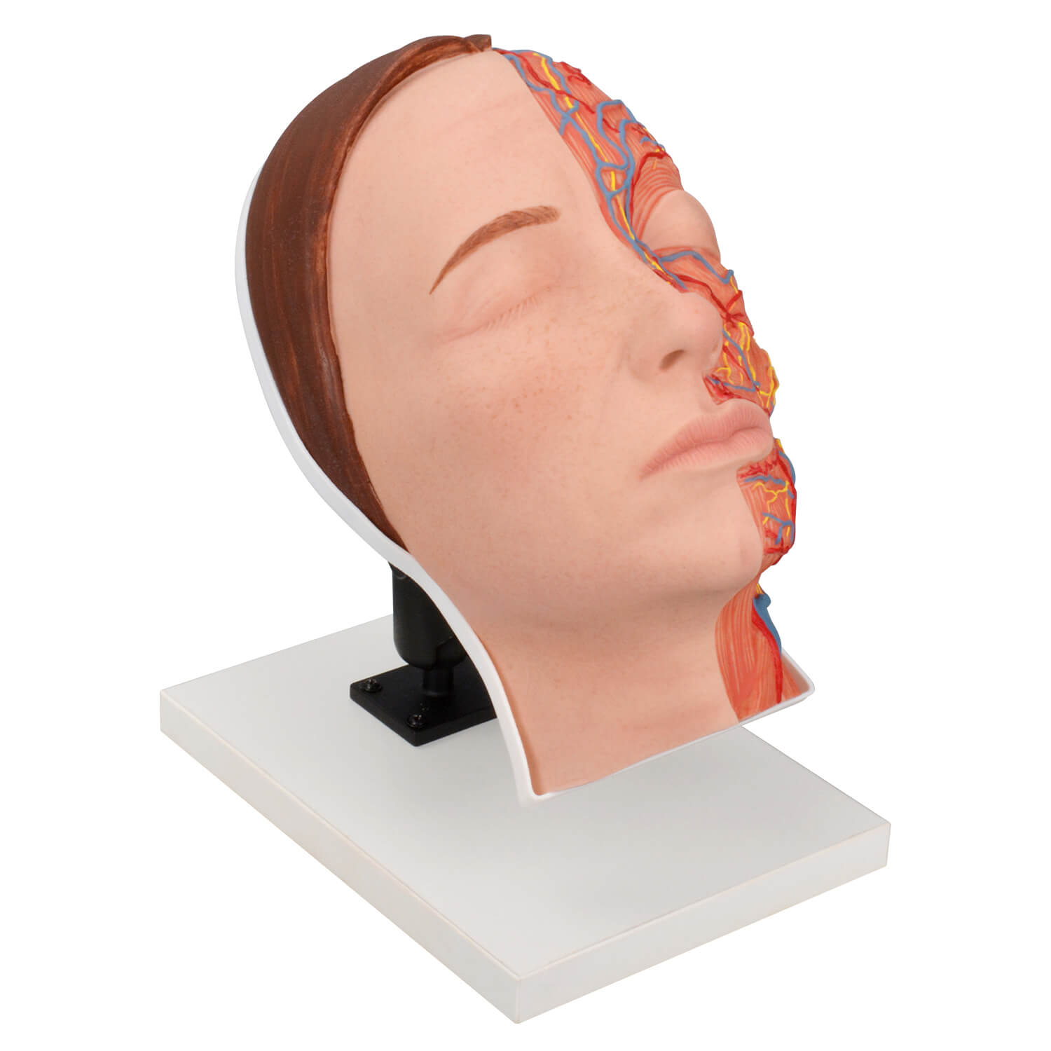 Half Anatomy Facial Injection Training Head with Visible Muscles, Arteries and Nerves