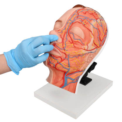 Realistic Half Anatomy Facial Injection Training Head