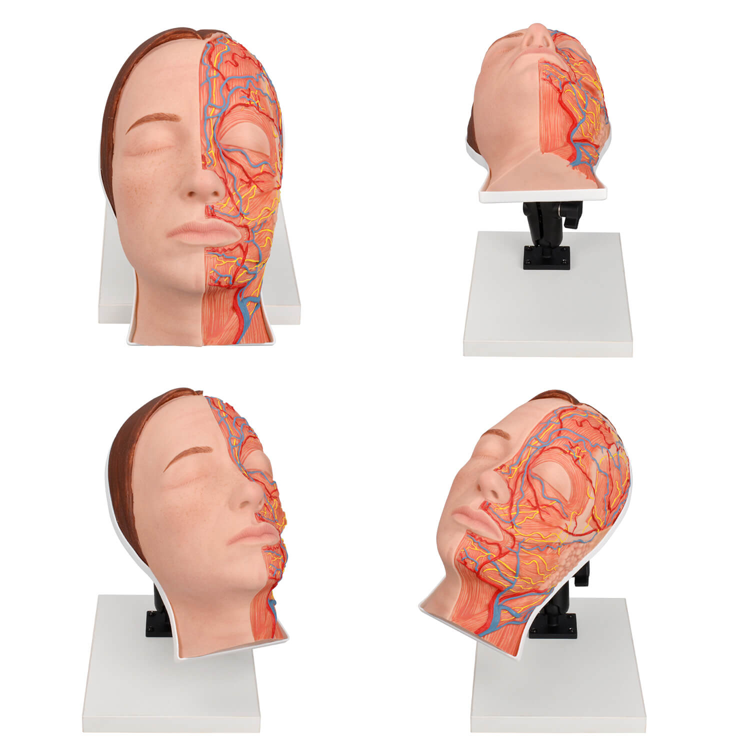 Half Anatomy Facial Injection Training Head with Flexible Stand
