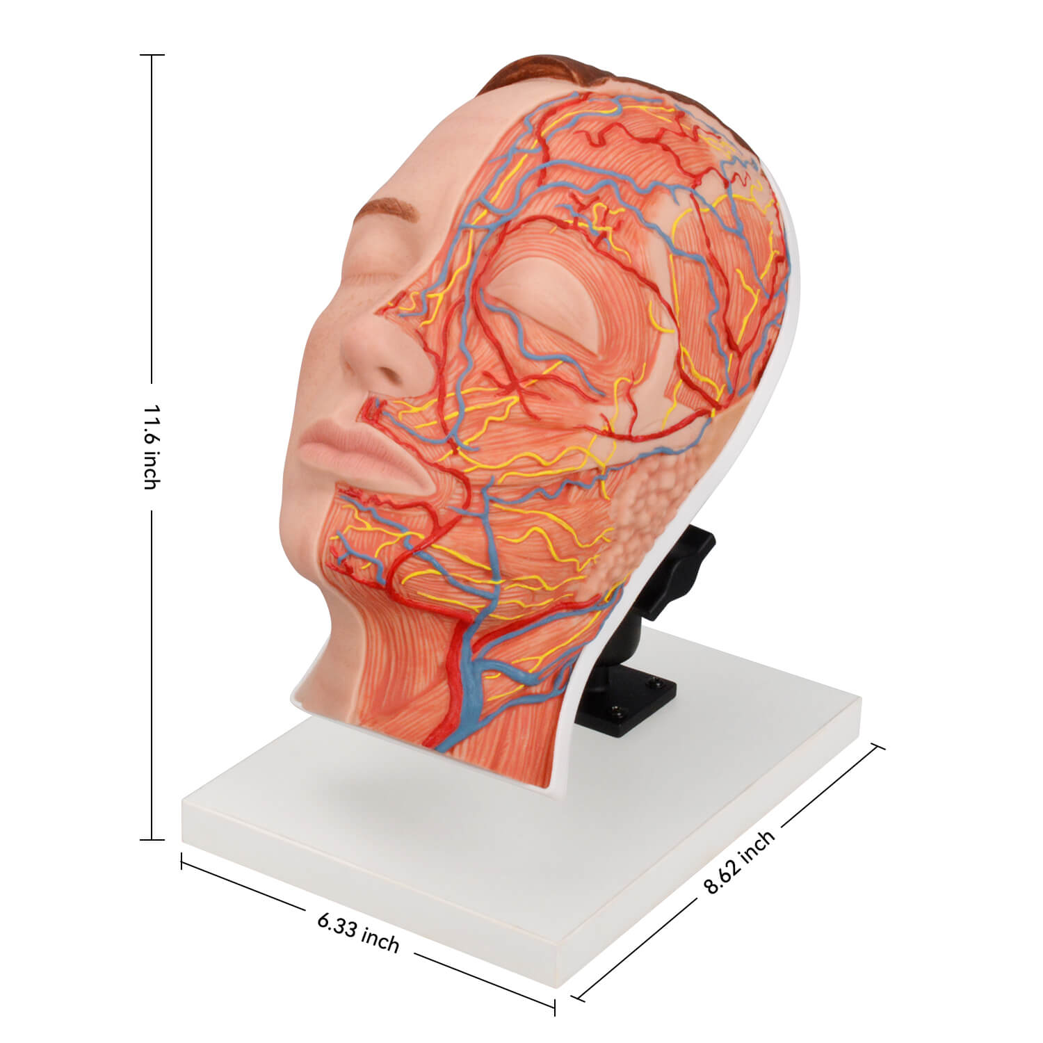 Half Anatomy Facial Injection Training Head Size