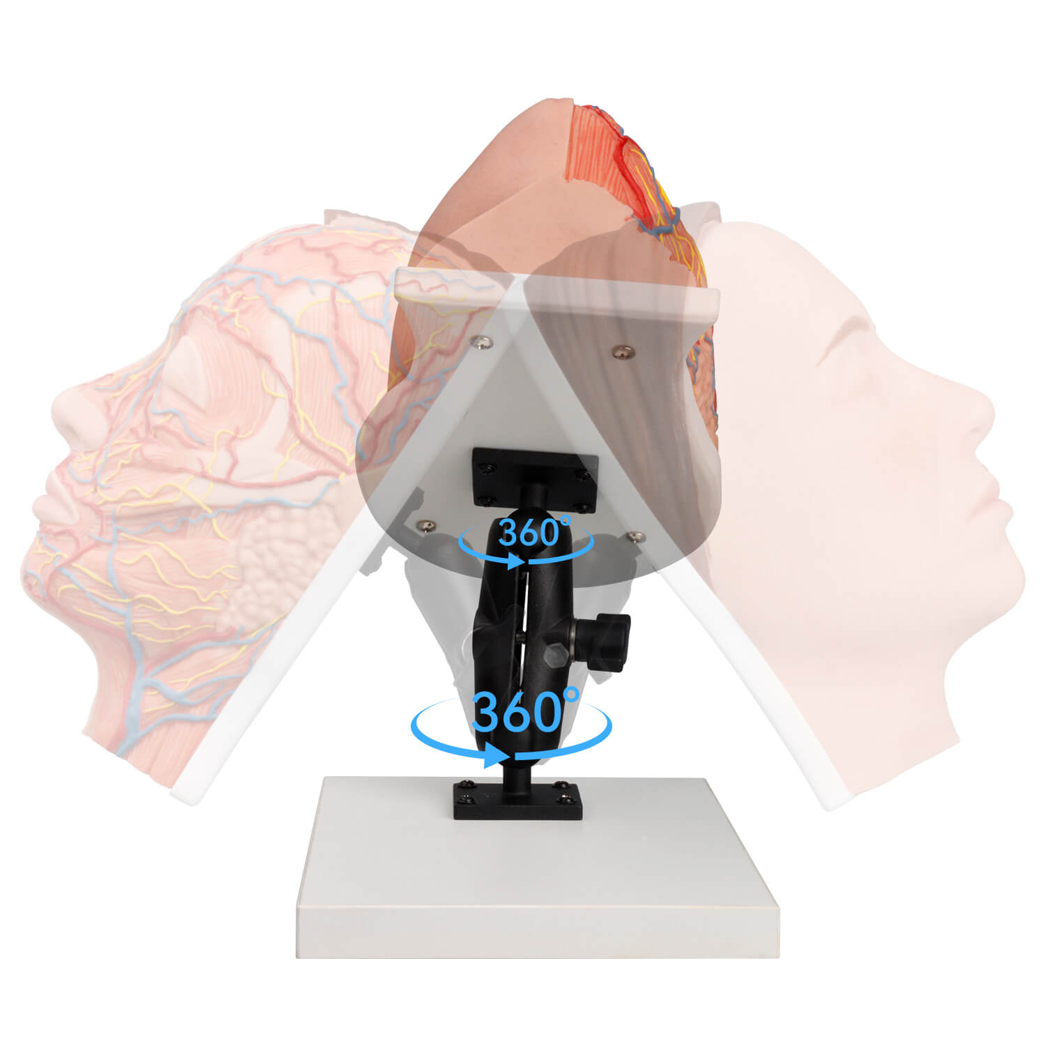 Half Anatomy Facial Injection Training Head with Flexible Stand