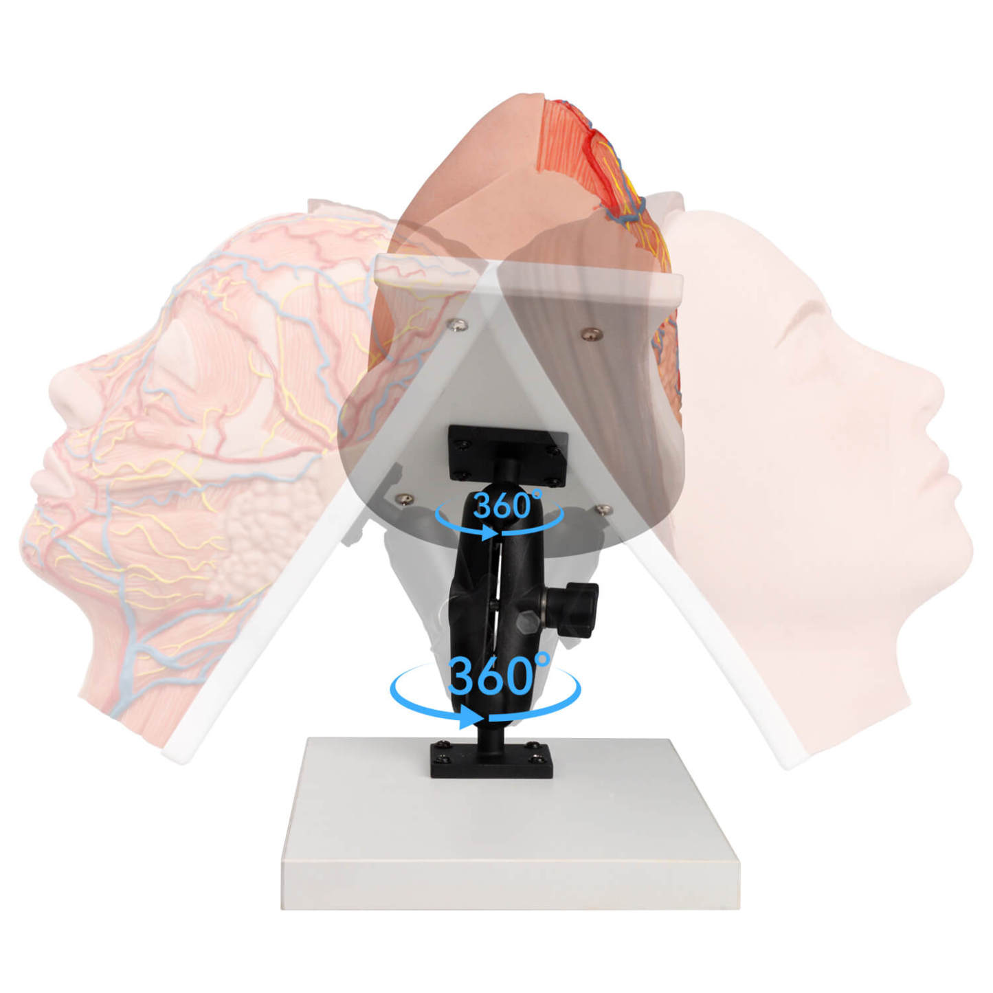 Half Anatomy Facial Injection Training Head with Flexible Stand