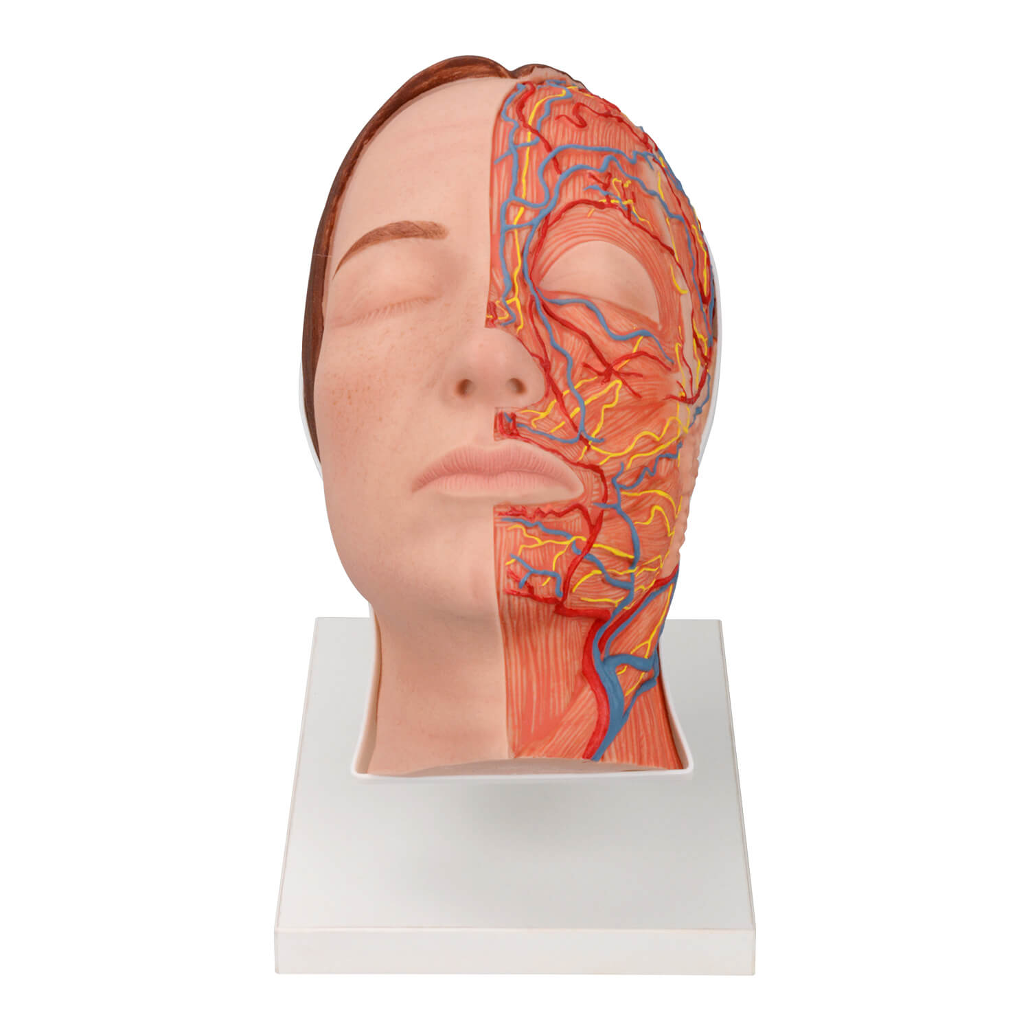 Half Anatomy Facial Injection Training Head with Muscles, Arteries and Nerves