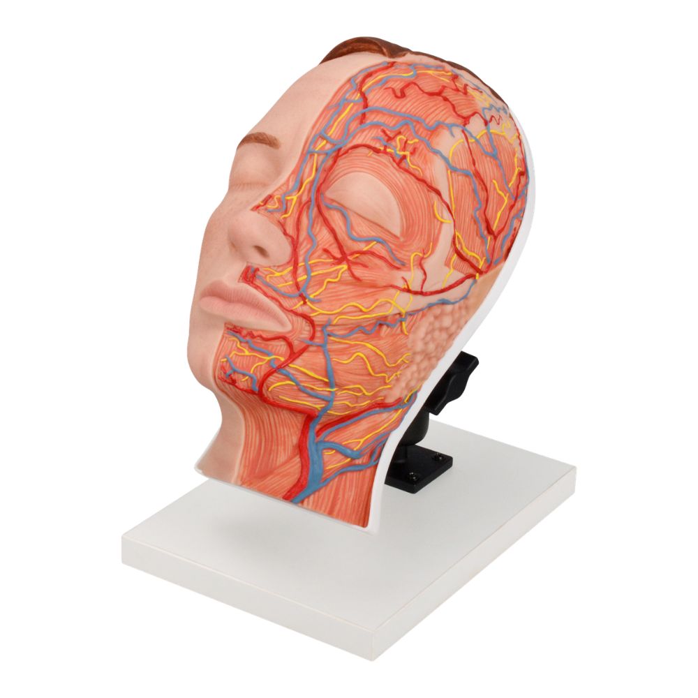 Half Anatomy Facial Injection Training Head with Visible Muscles, Arteries and Nerves