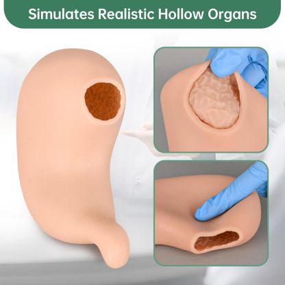 Ultrassist Hollow Stomach Suturing Model for Medical and Vet Training
