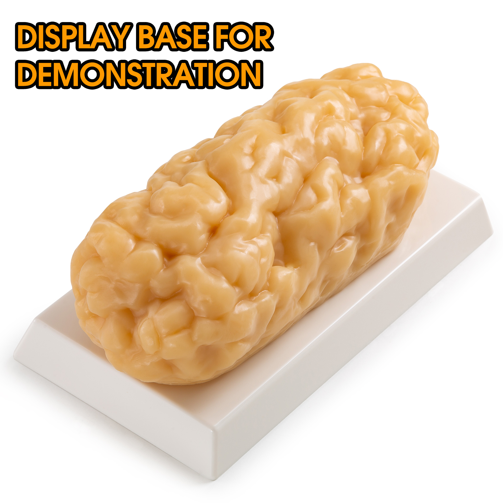 Ultrassist Human Body Fat Model (1, 2.5 & 5 lb) – Lifelike Fat Replicas for Fitness Training