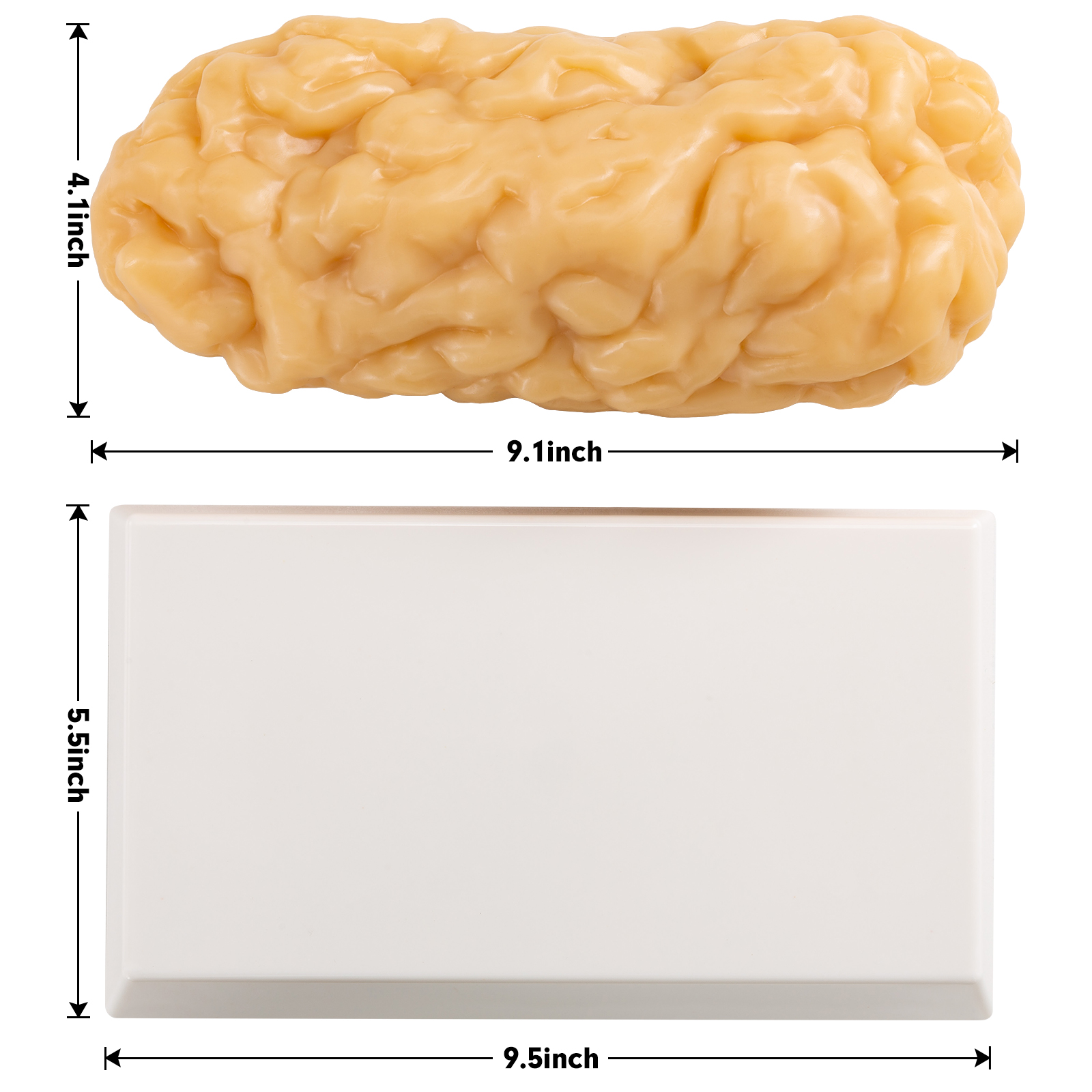 Ultrassist Human Body Fat Model (1, 2.5 & 5 lb) – Lifelike Fat Replicas for Fitness Training