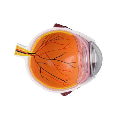 Ultrassist Human Cataract Eye Model for Medical Education